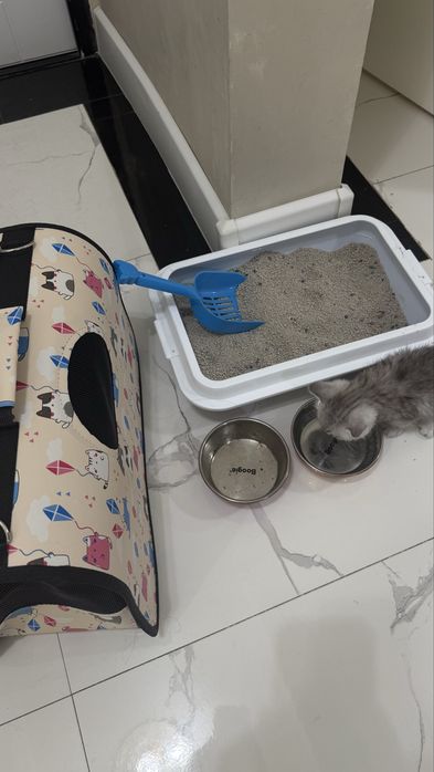 кошка шотландский