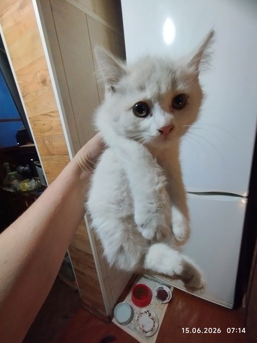 Белый, красивый котёнок.