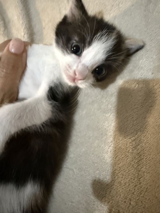 Котята отдам даром