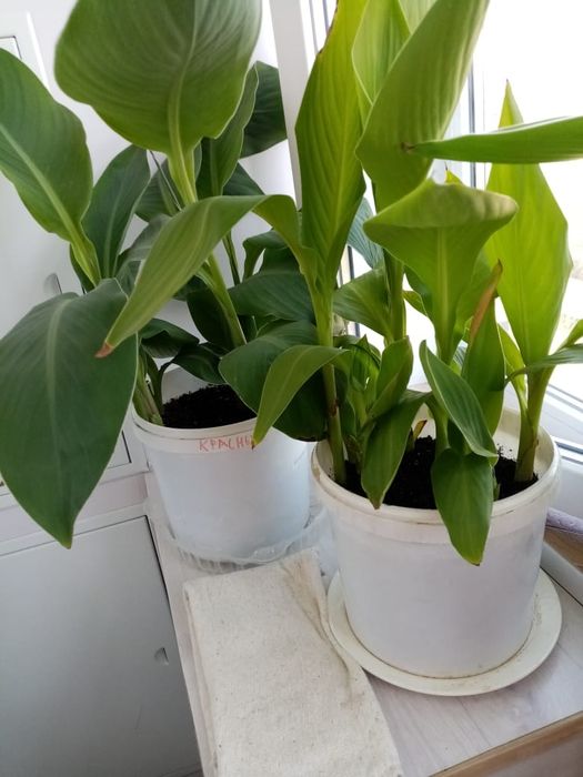 Садовые цветы Канна