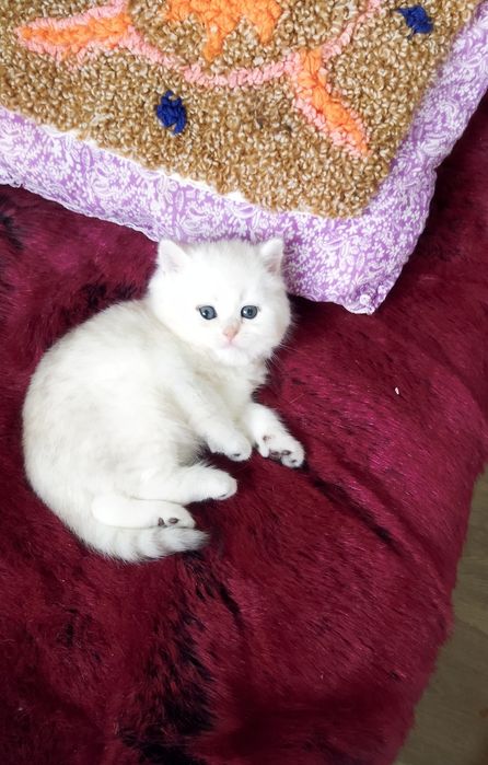Шиншилла котёнок -девочка