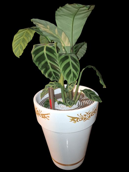 Planta verde, Spatifilum, Cordyline, Calathea  , Clusia, ECO hi