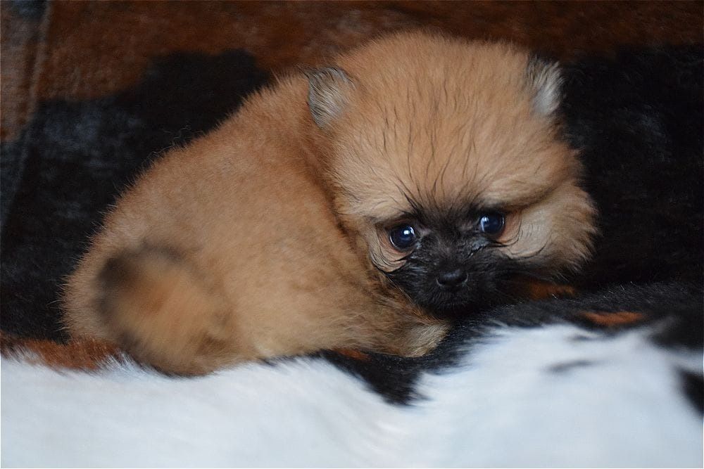 Щенки померанского шпица