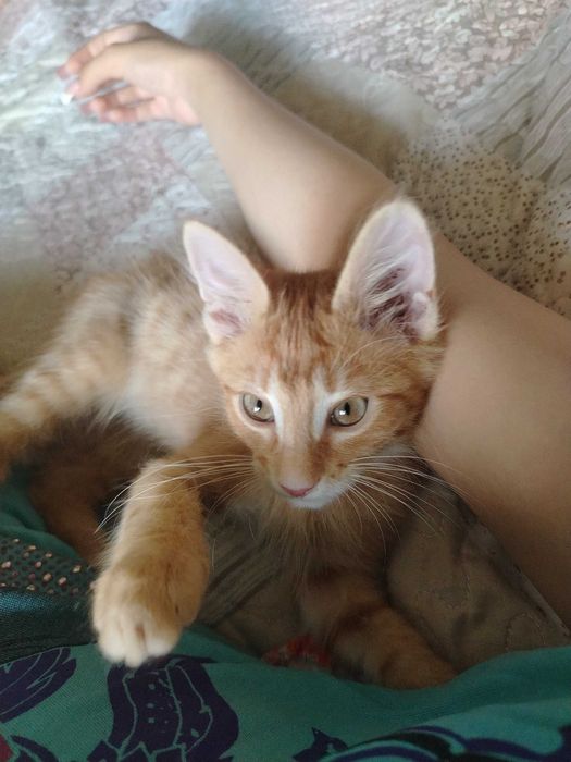 Отдам котят в добрые руки