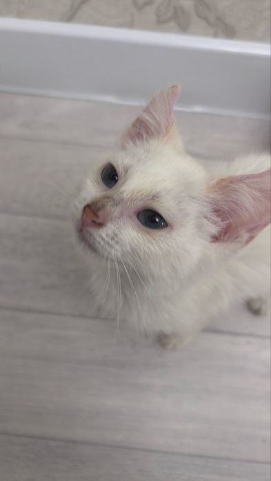 Котенка(девочку) в добоые руки