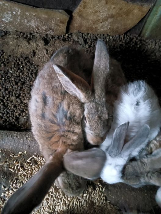 Продаются крольчата 3м по 3300т