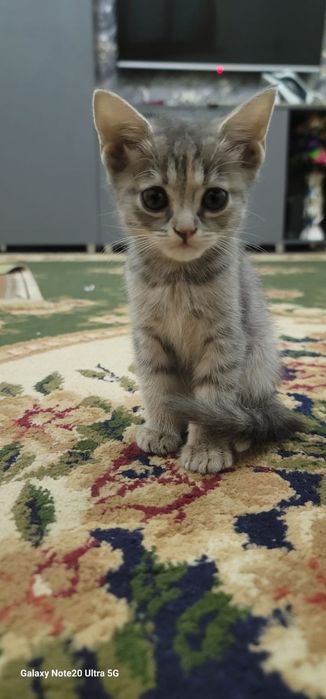 Мушуклар сотилади зотлари skotish fold ва skotish strite