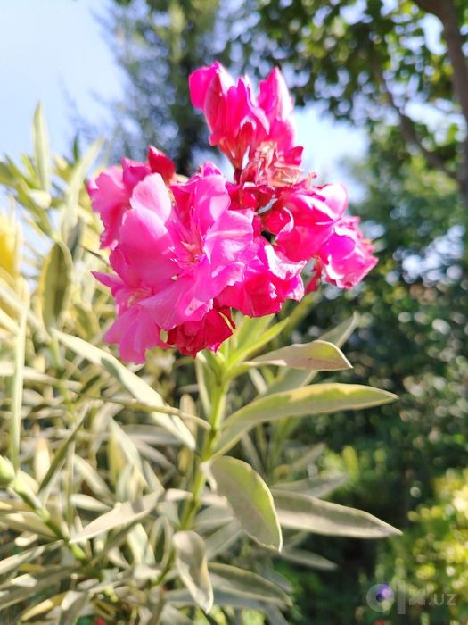 Олеандр вариегатный, махровый (Nerium oleander) — 50 см