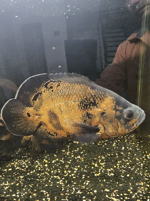 Астронотус тигровый