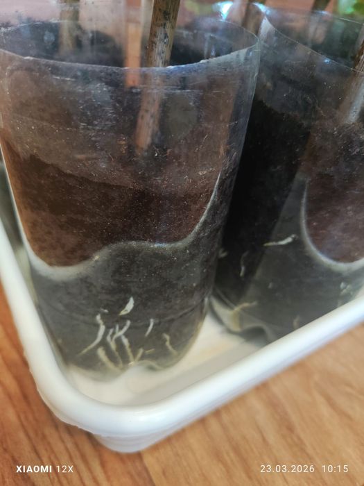 Саженцы винограда