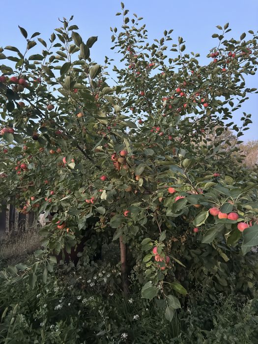 Продам дачу возле озера