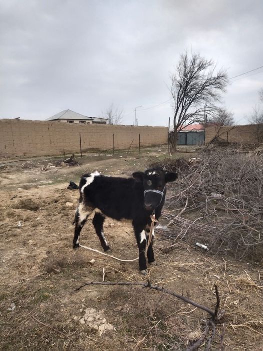 8 бас ургашы бузаулар сатылады.