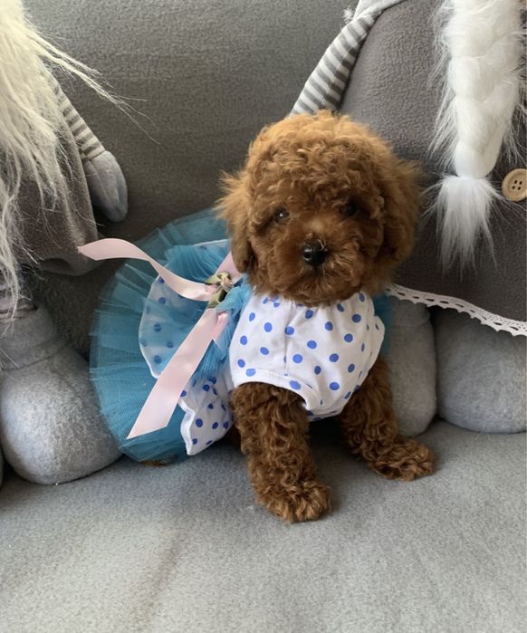 Пудел той пудел тийкъп с родословие Poodle toy red