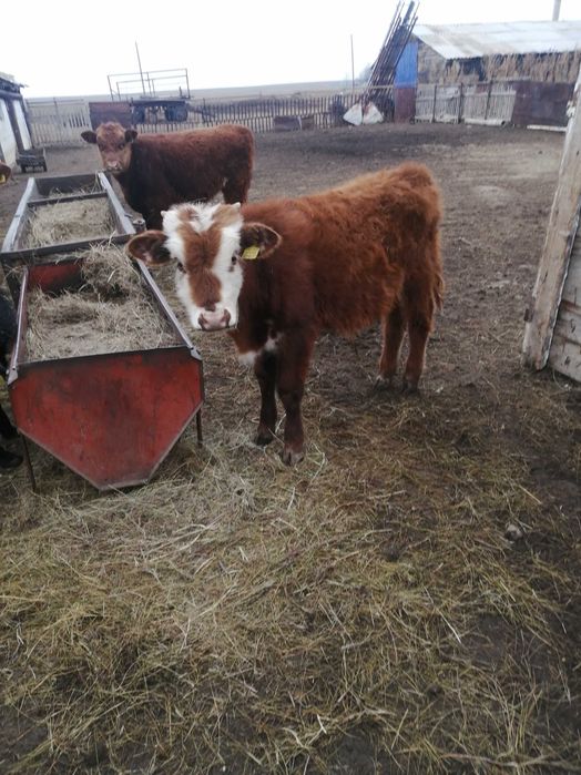 продам телят подсосных