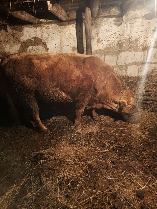 Продам быка трёх годовалого