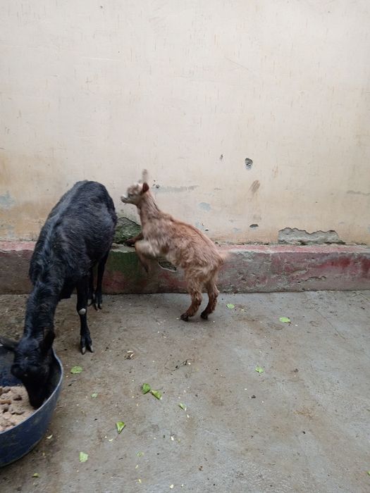 Эчки мурсияан  срочна сотилади