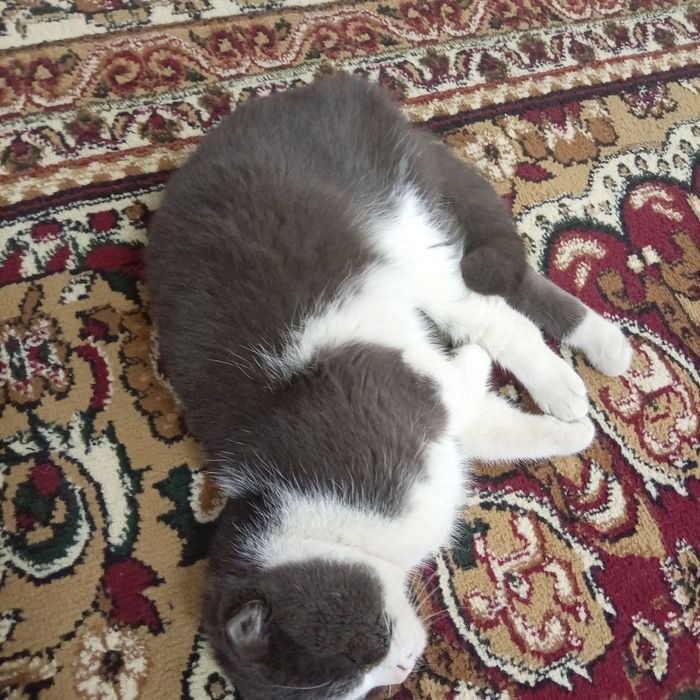 Zotdor mushuk sotiladi