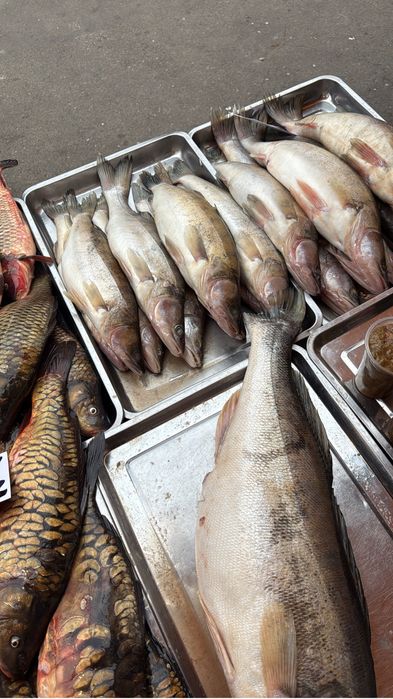 Судак оптом 2000тг