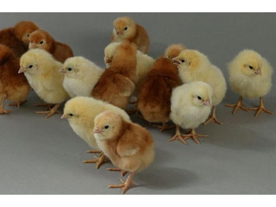Продам несушку Родонит
