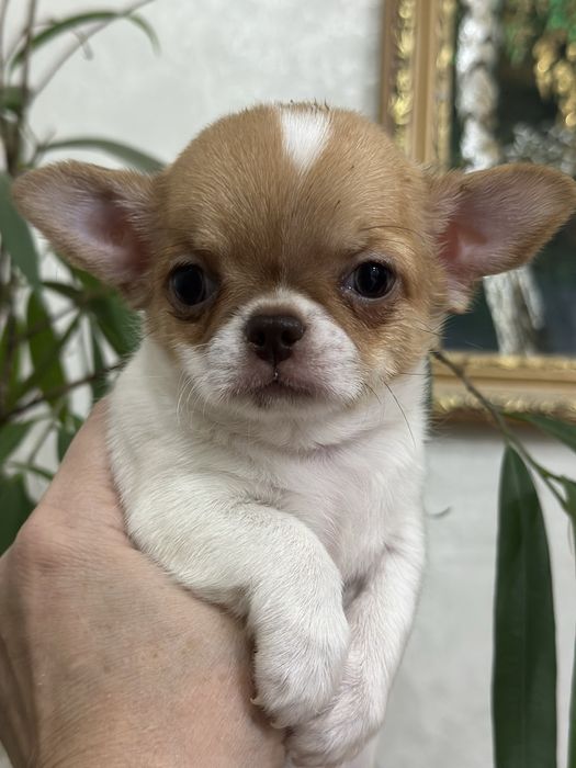 Красивая малышка чихуахуа в современном типе