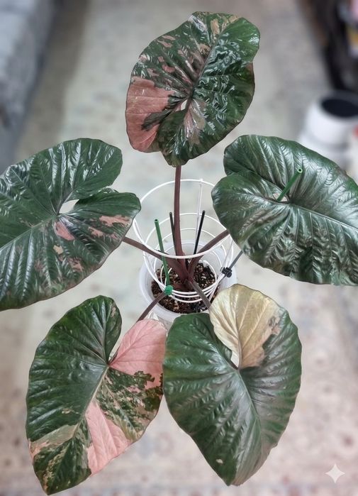 Alocasia Serendipity variegated (Алоказия Серендипити )