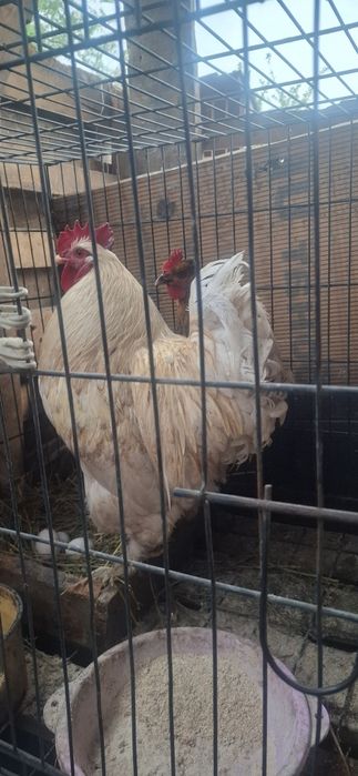 Петух,кораз,петух