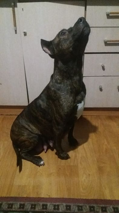 Открыта бронь на щенков