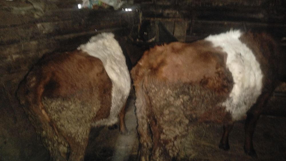 Екі Сир сатылады