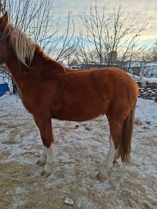 Продам жеребца полутяж 3.5 года