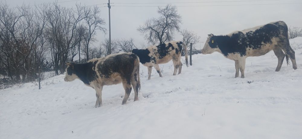 De vânzare 3juninci  belgiene
