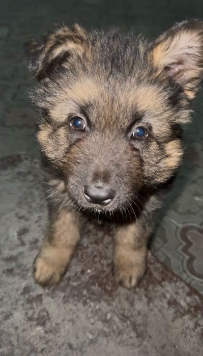 Щенок немецкой овчарки