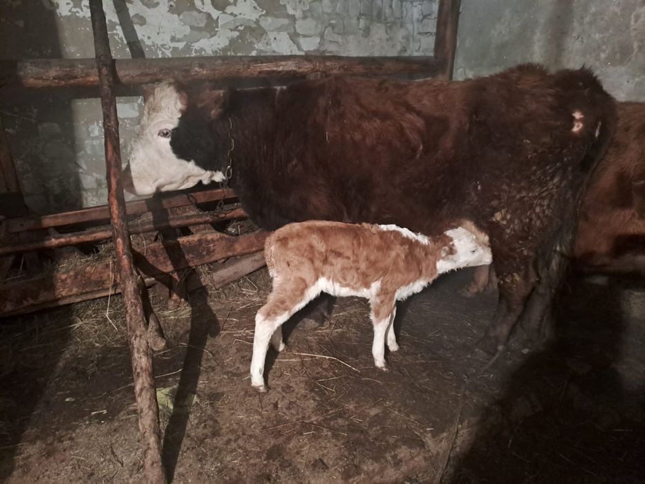 Теленок( телочка)