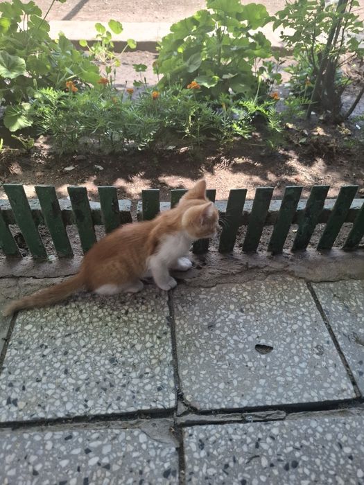 Подарявам   коте