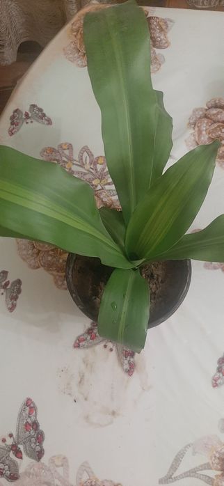 Орхидея       Орхидея