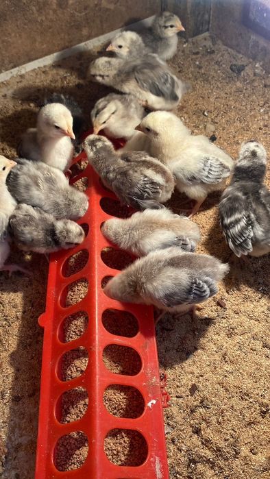 Балапандар сатылады