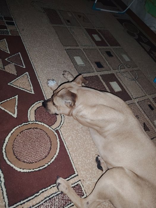 Найдена собака, кобель