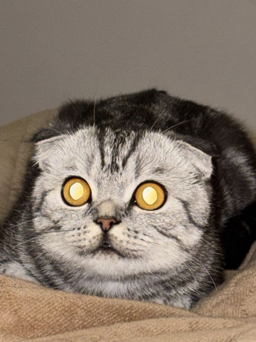 Шотландская вислоухая кошка