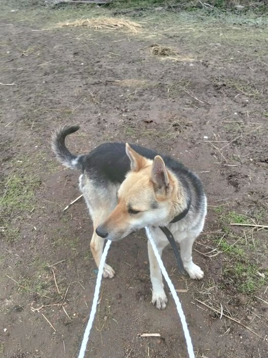 Восточно европейская овчарка кабель