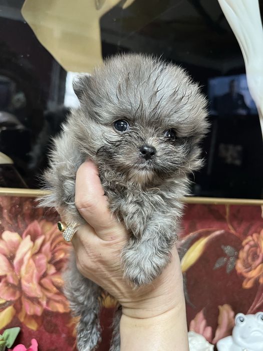 Мальчик шпиц в редком окрасе