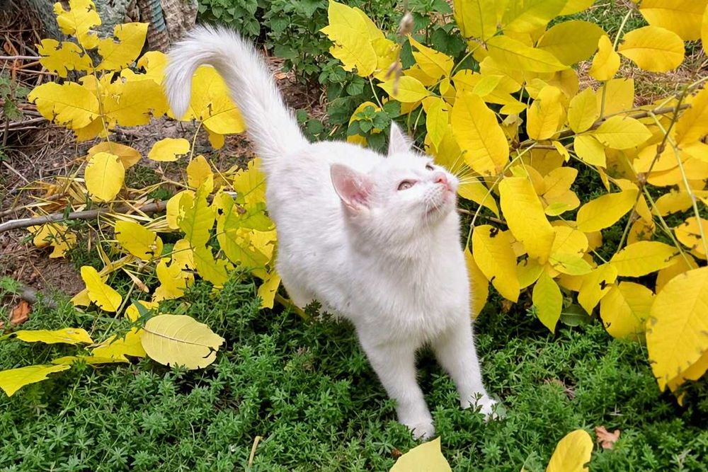 Котята замечательные, велюровые, ищут новый дом