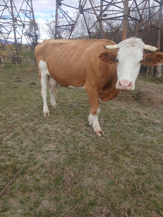 Vand vacă balțata româneasca și doi tauri  bălțați