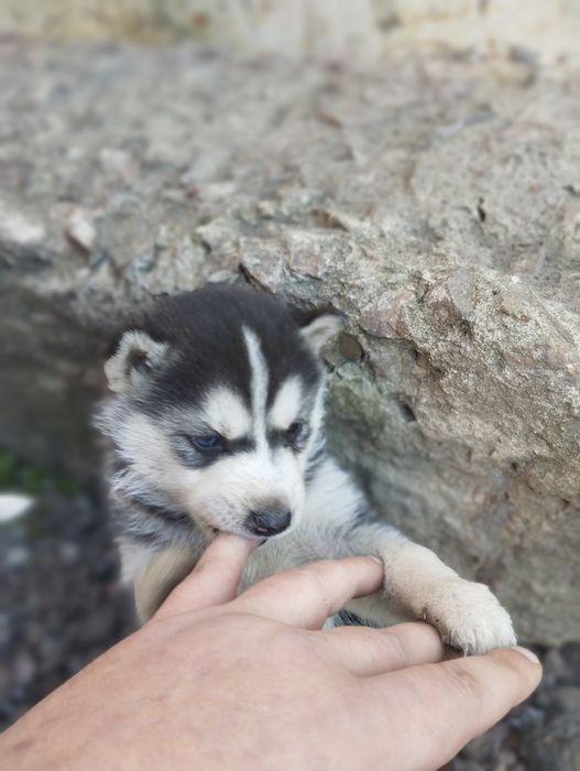 Продам щенков ХАСКИ очень красивые.