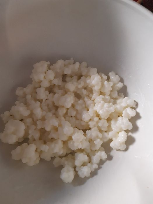 Ciuperca kefir lapte