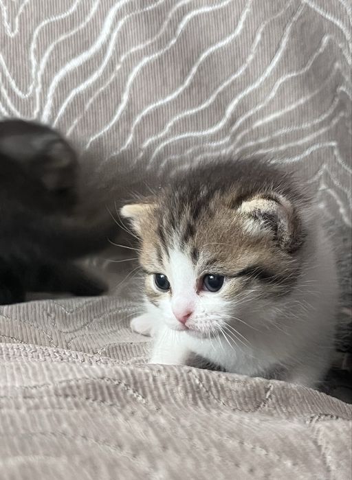 продаем шотландских котят