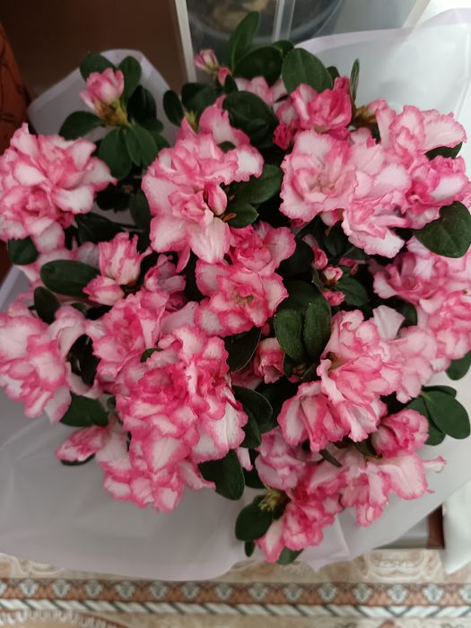 Цветок азалия цветы