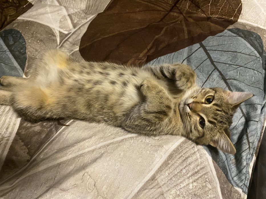 Отдам в добрые руки котенка 5 месяцев