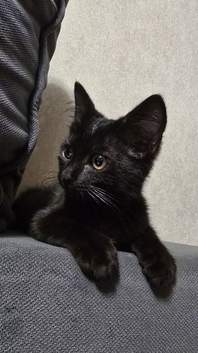 Отдам котёнка в добрые руки