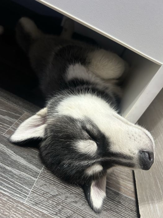 Щенок хаски мальчик