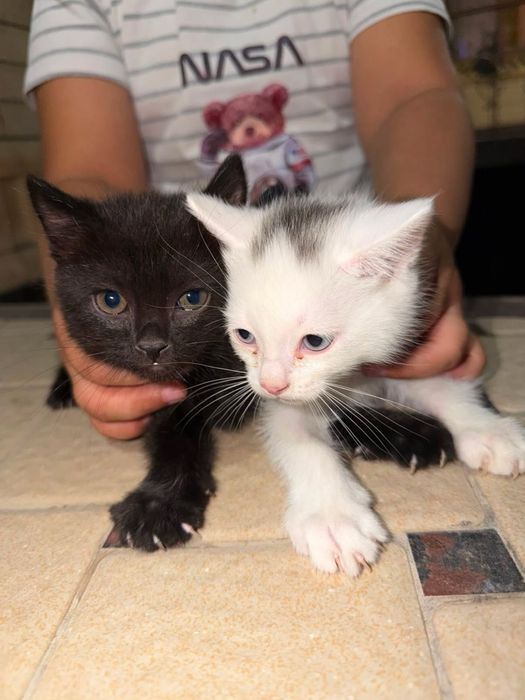Продаетца котенки