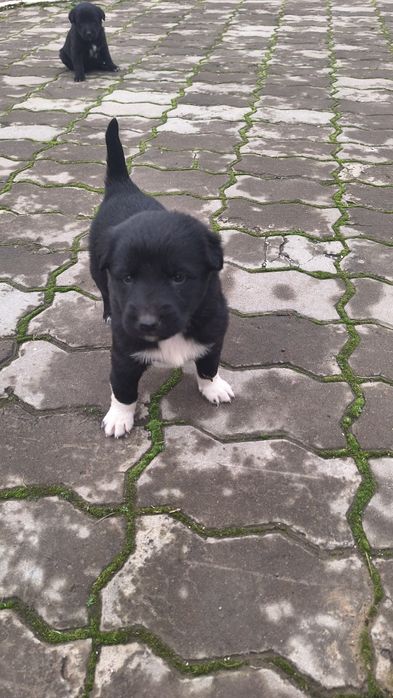 Ұрғашы күшіктер. Тегін. Сүйкімді әдемі